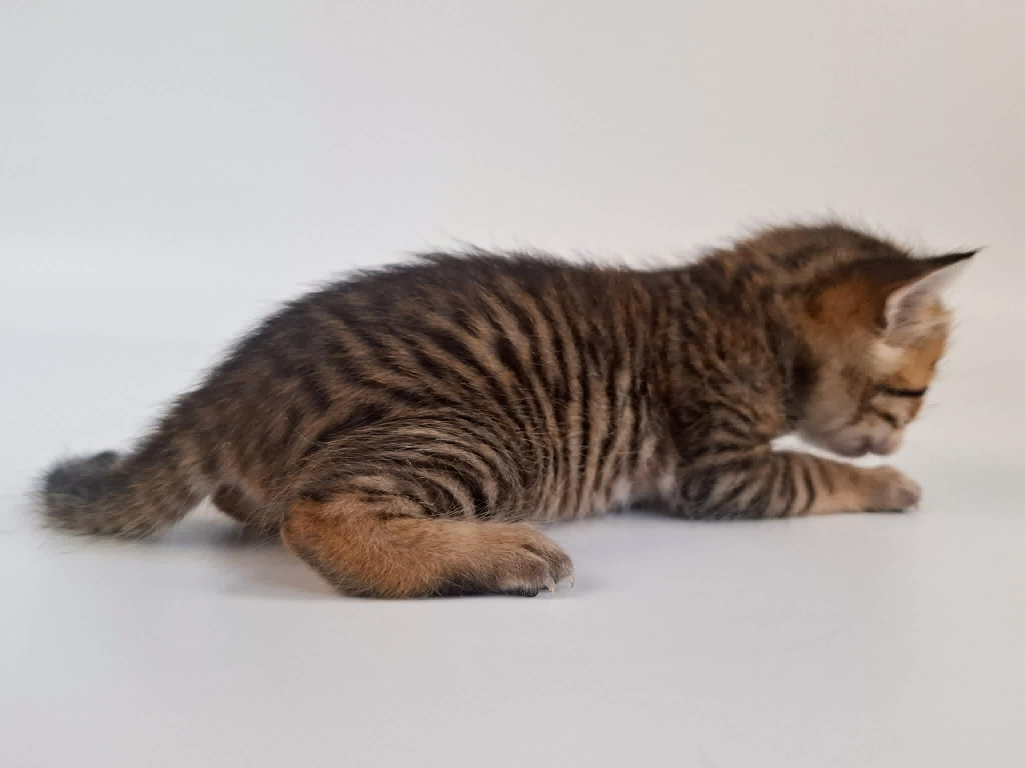 Kitten 4